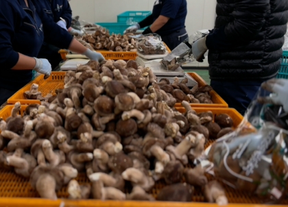 鼎天国际官方网站图片